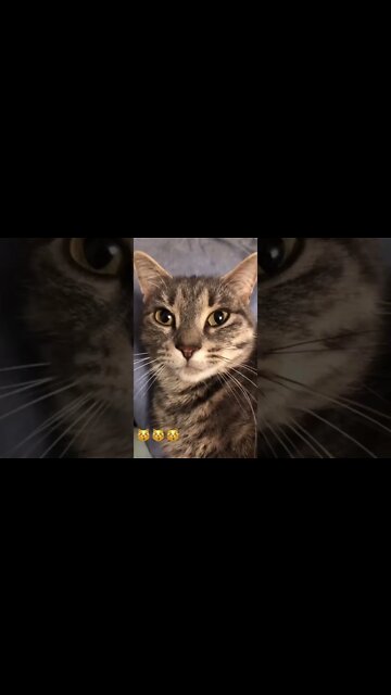 Cats have such cute faces