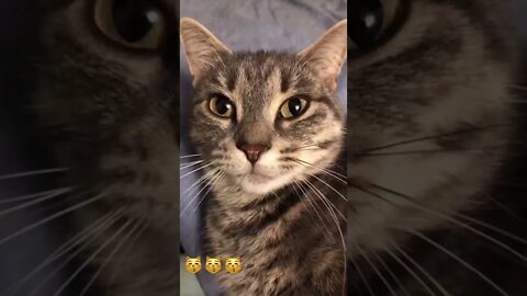 Cats have such cute faces