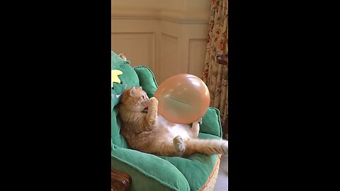 Cute cat funny video