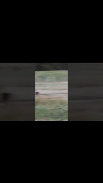 Urban “park” deer