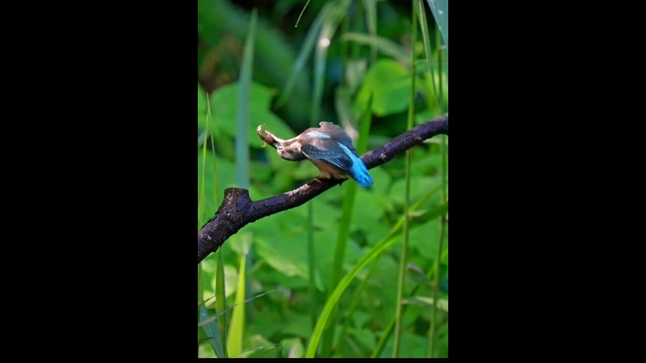 Kingfisher funny moment