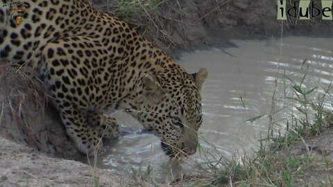 Young Male Leopard Drinking