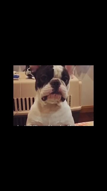 French Bulldog Prays for Treats #shorts