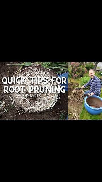⌚Quick Tips for Root Pruning #shorts ✂