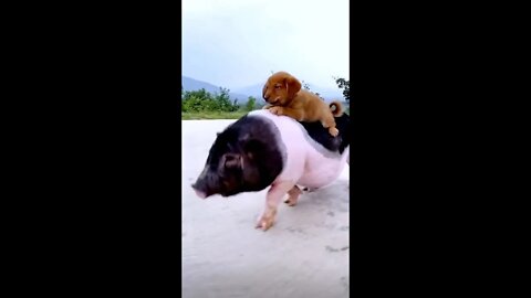 Go for a ride on piggy......