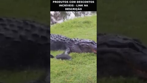 crocodilo tentando comer uma tartaruga