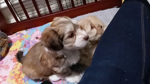 K Litter...2 weeks till get leave me