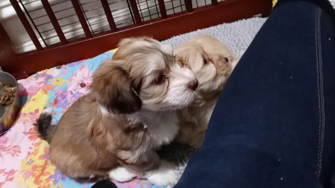 K Litter...2 weeks till get leave me