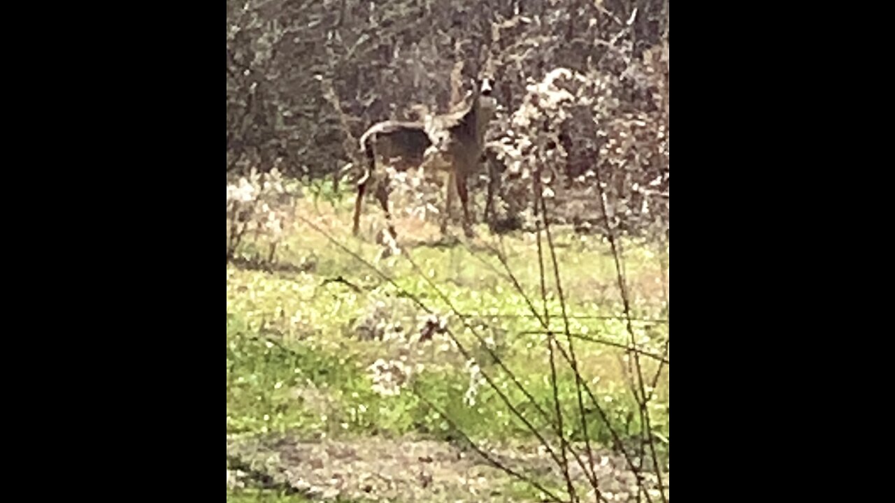 Whitetail deer