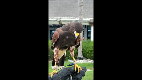 UAE falconry