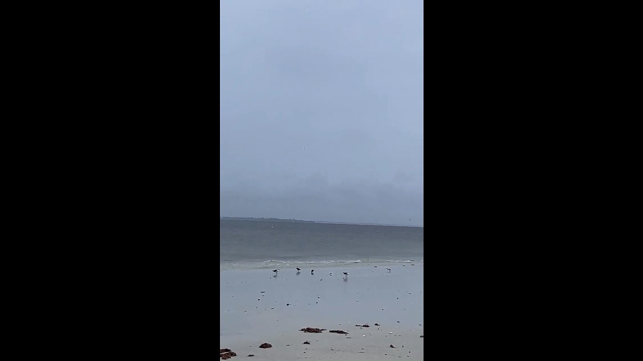 Livestream Clip 4 - Hurricane Ian & Davystingray Crash My Livestream Under Fort Myers Beach Pier!