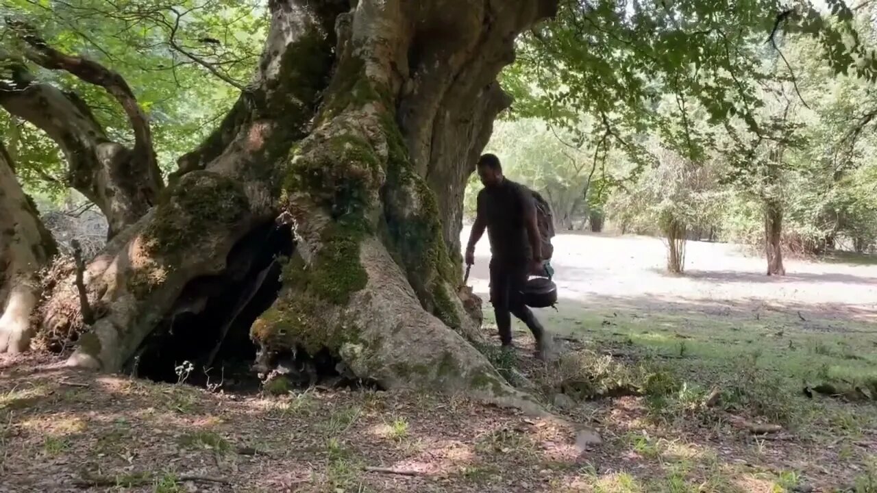 Build a warm shelter with a fireplace inside a 5,000 year old tree.3