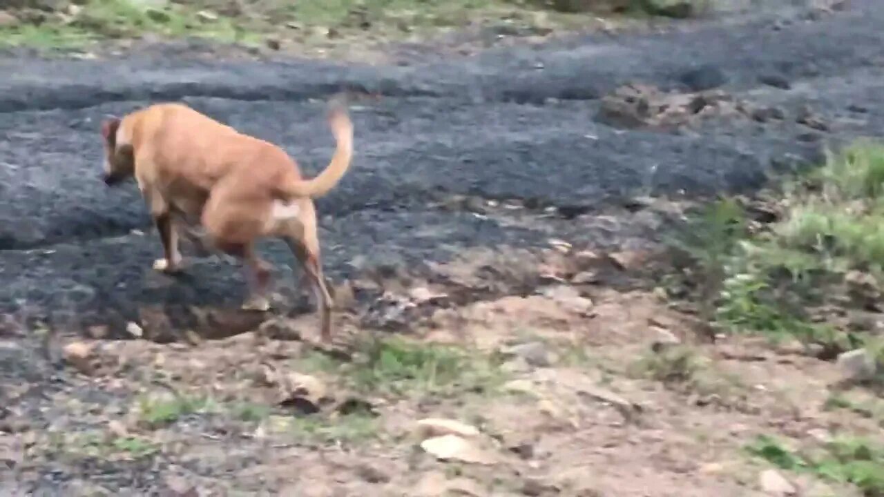 Slinky the dog gets much deserved off leash run time after birds go to bed