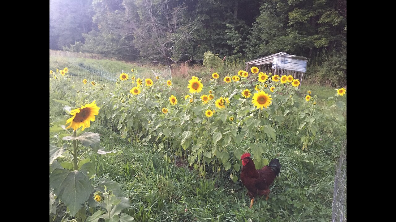 The sunflowers won't look at the sun and update on life