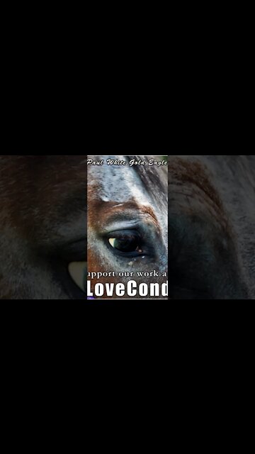 eye of the horse of great spirit