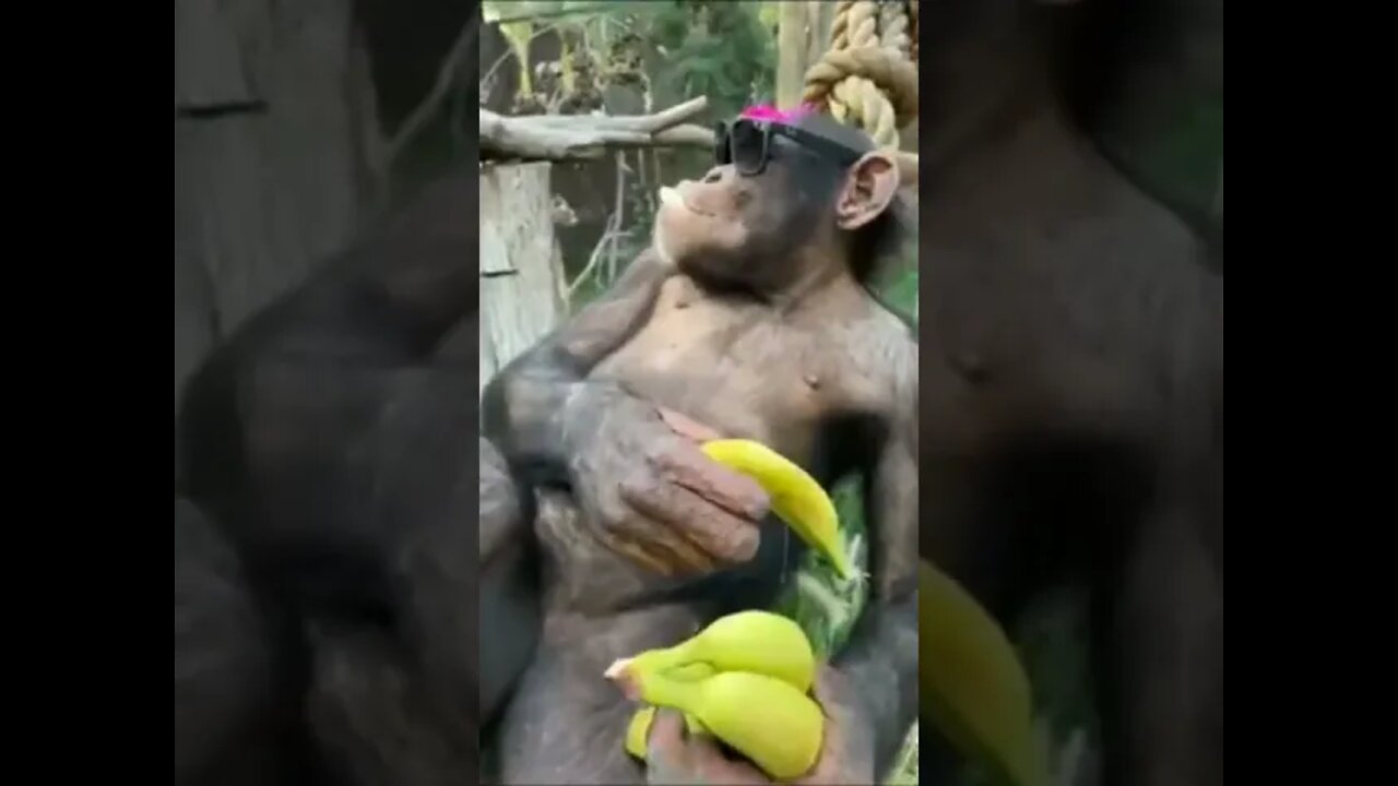 Big boy #chilling #funny #trending #youtubeshorts #tatto #animals #shorts