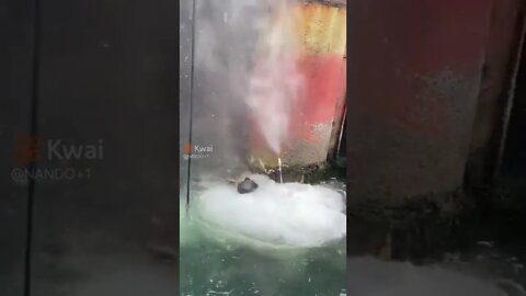 vídeos shorts do kawai#shorts