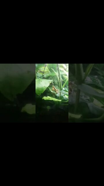 Poisonous tree frogs are cool