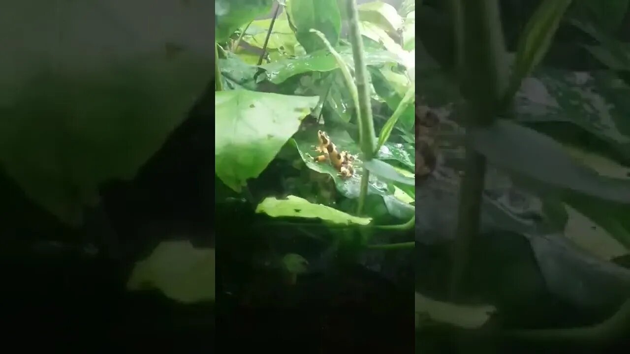 Poisonous tree frogs are cool