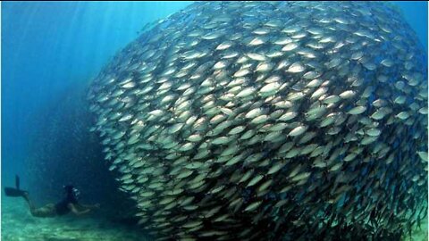 Look at a ball of fish in a beautiful connection - swimming next to the fish ball