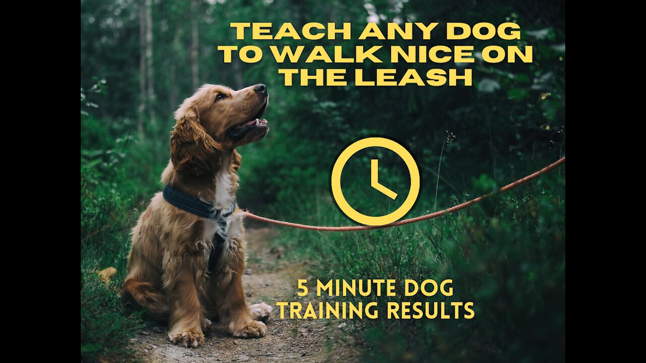 Teach ANY dog to walk nice on the leash | IN JUST 5 MINUTES OF TRAINING!