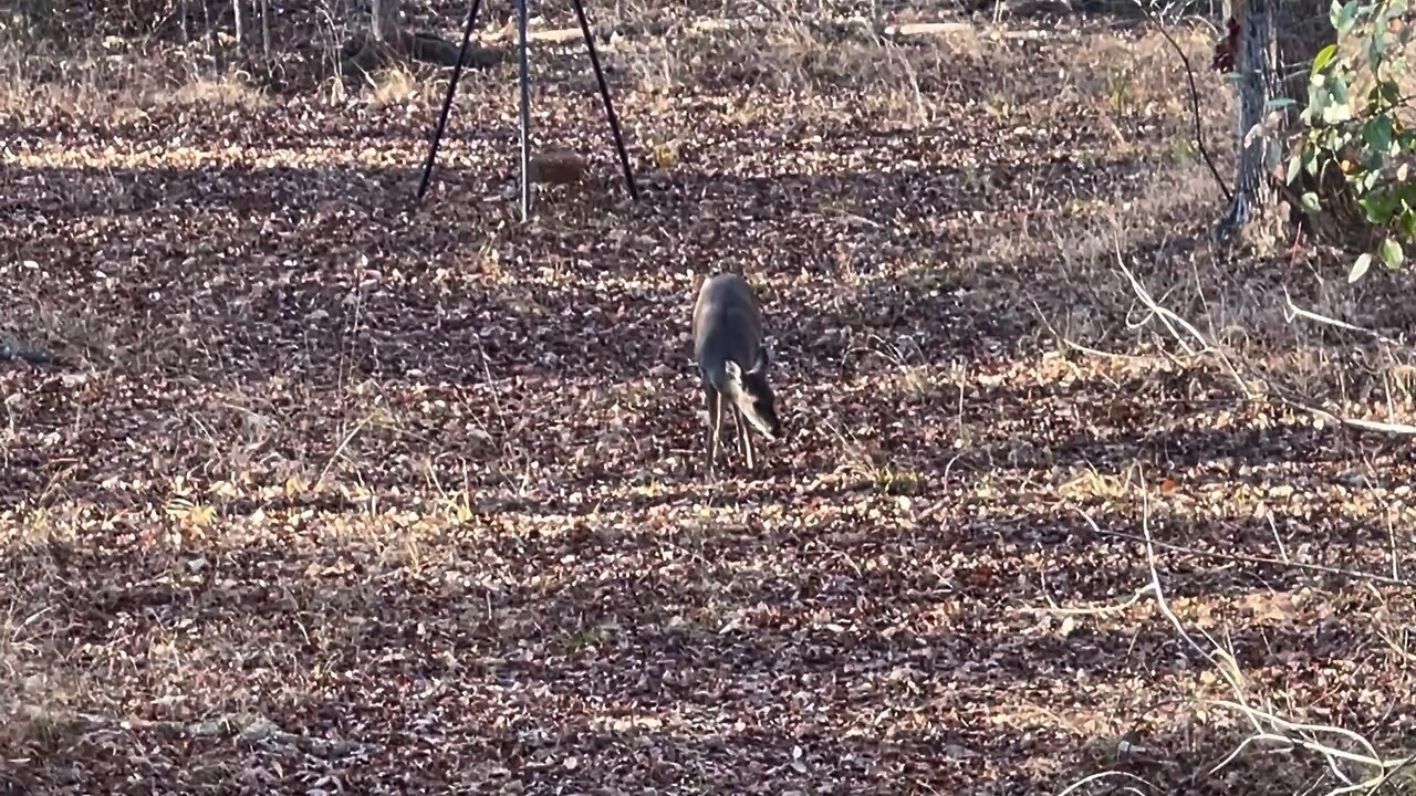 Wahuhi Hunts - Bow Field - Dec. 30 - S1