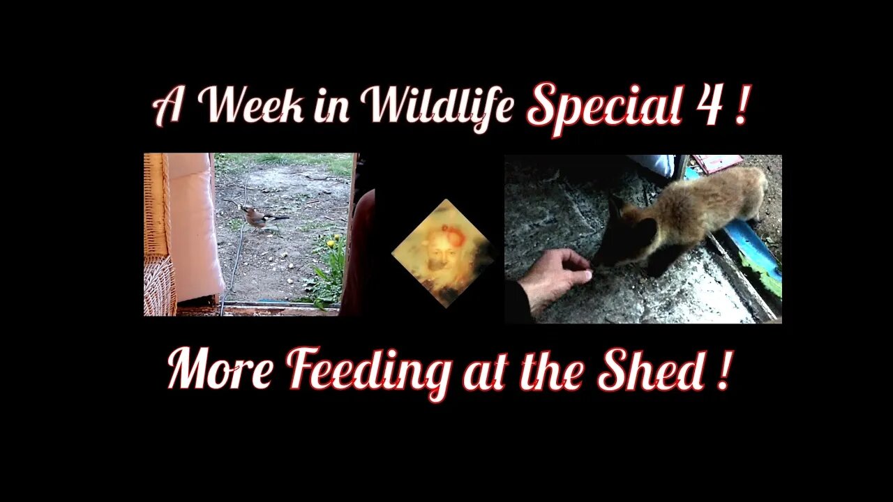 A Week In Wildlife Special No. 4 - More Feeding At The Shed !