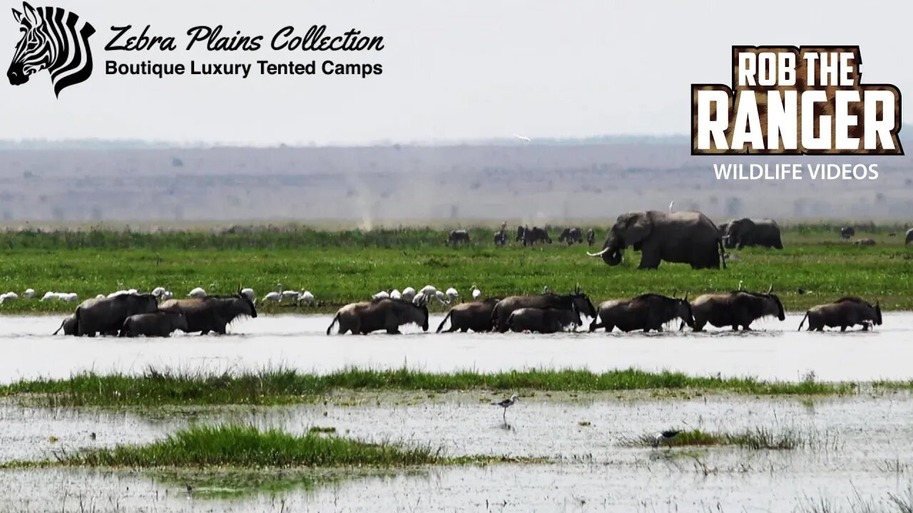 Amboseli Wildebeest Crossing | Elephants Feeding | Zebra Plains Safari