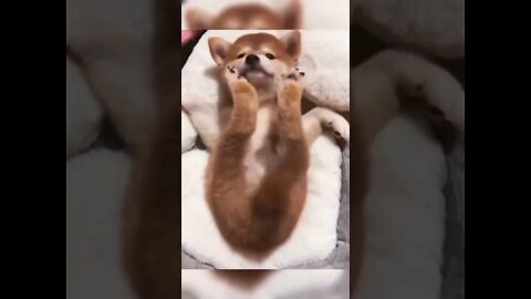 ESSE CACHORRO E MANHOSO GENTE DO CEU #SHORTS