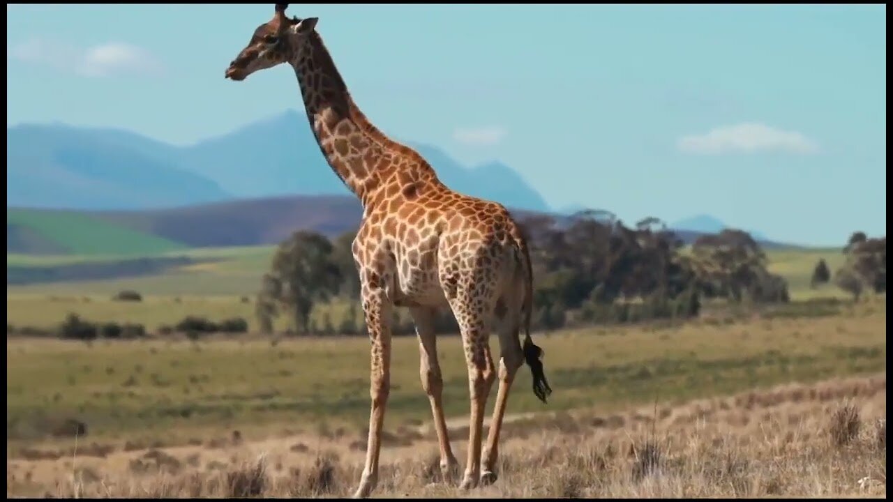 Animal Wildlife Animal Kingdom Awesome Animal Wildlife Jungle View