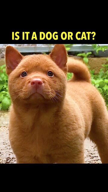 ❤️ Hᴍᴏɴɢ Dᴏɢ | Guess What I Am? Cat, Teddy Bear, or Dog | 𝙃𝙢𝙤𝙣𝙜 𝘿𝙤𝙜 𝙁𝙧𝙤𝙢 𝙉𝙤𝙧𝙩𝙝 𝙑𝙞𝙚𝙩𝙣𝙖𝙢