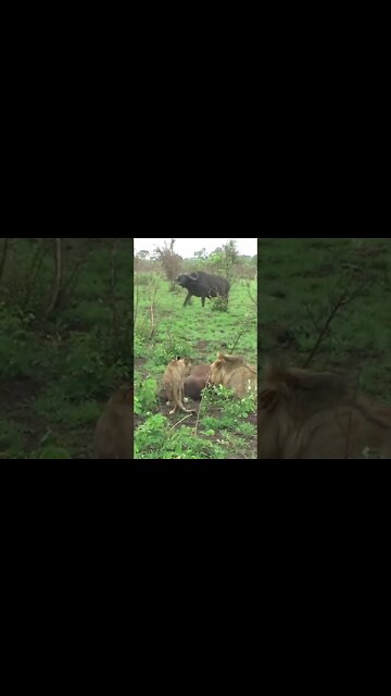 Buffalo Calf Rescued From Lions #shorts