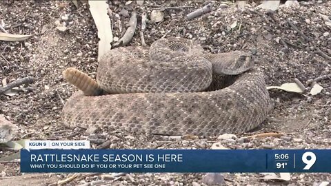 Rattlesnake season is here