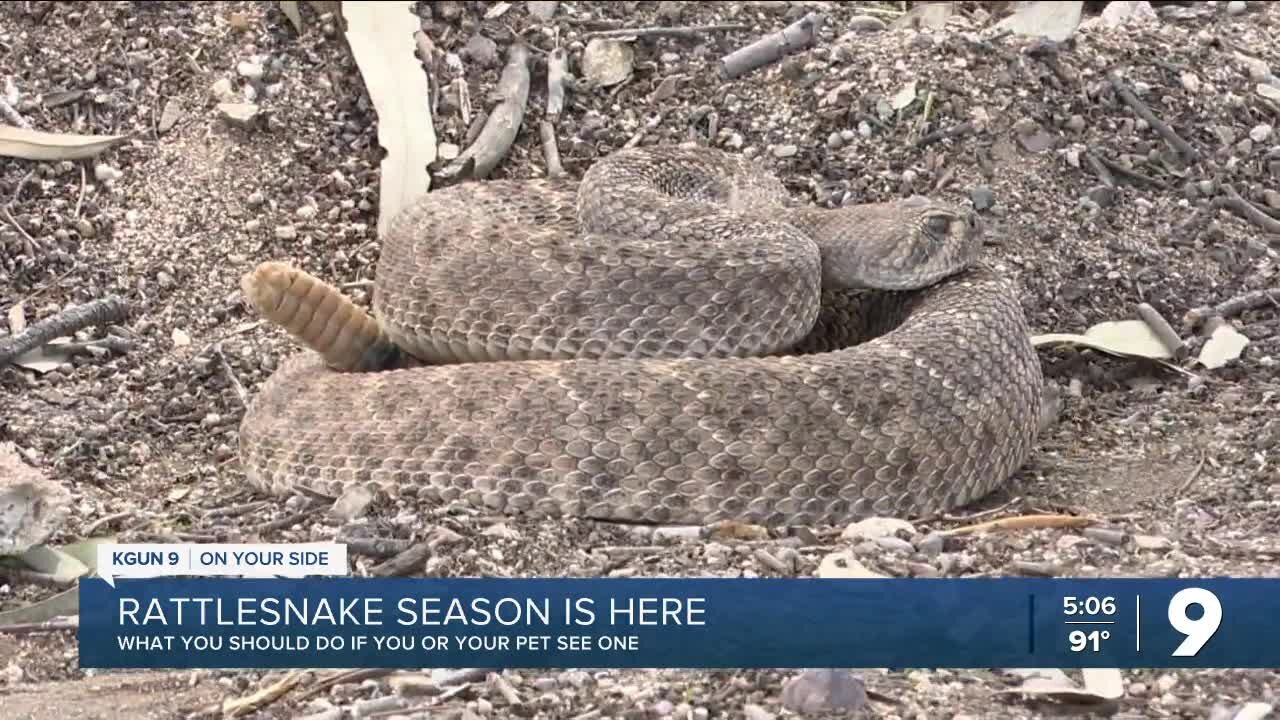 Rattlesnake season is here