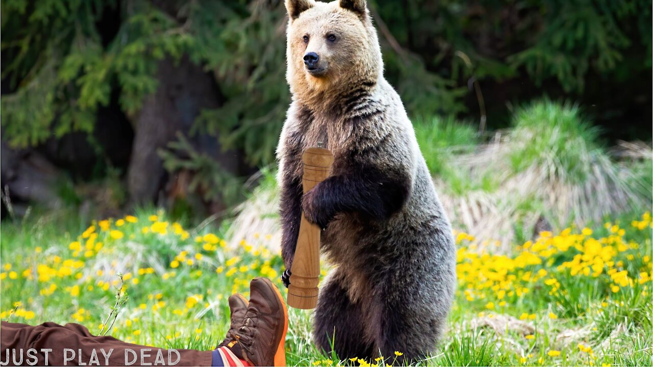 Hiking in the Swiss Alps? What about the bears?