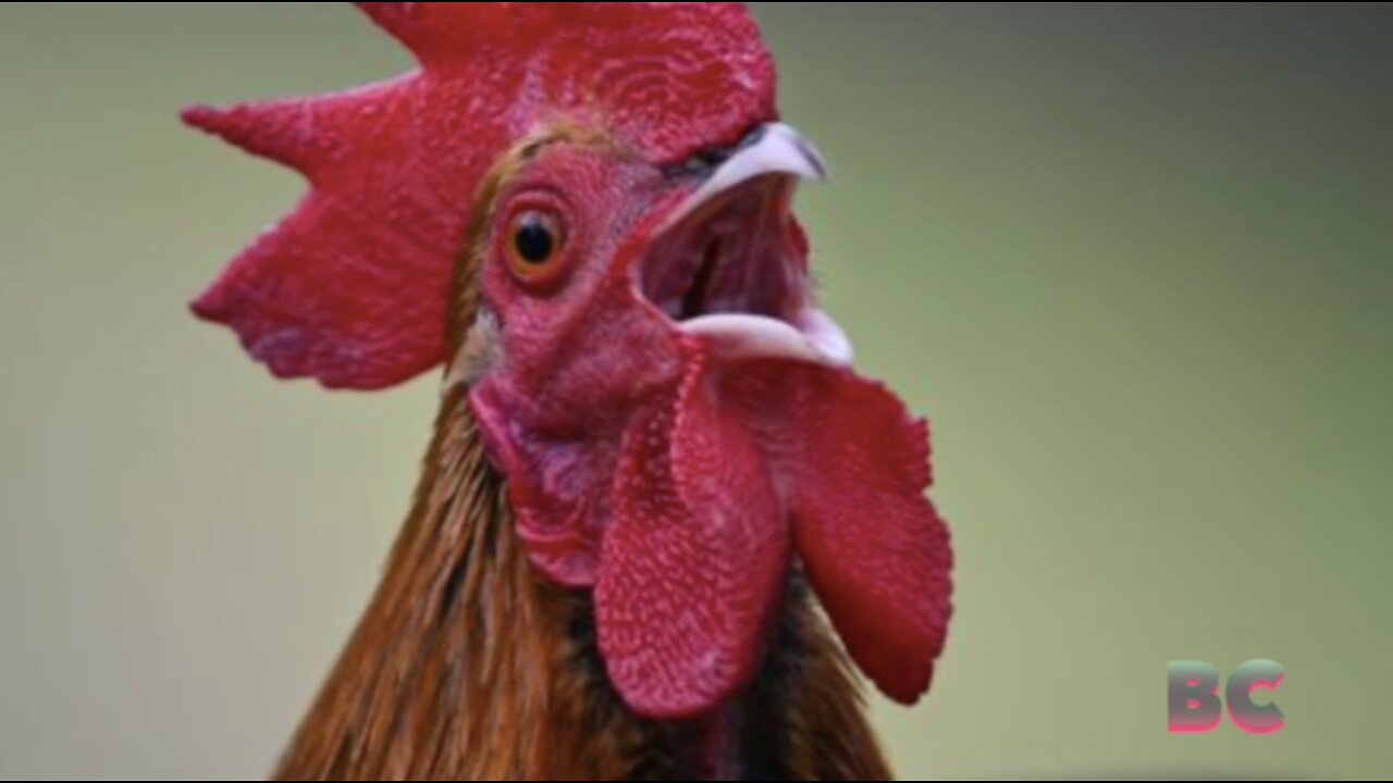 Man killed by aggressive pet rooster