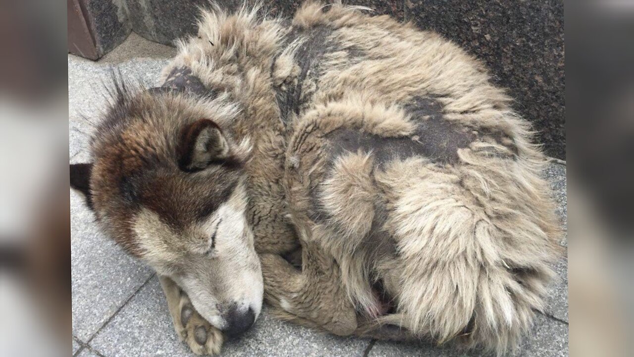 Ragged, dirty, thin - he lived near the market and ate waste