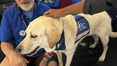 Rinden homenaje a perros de terapia que ayudan a viajeros en un aeropuerto de Philadelphia