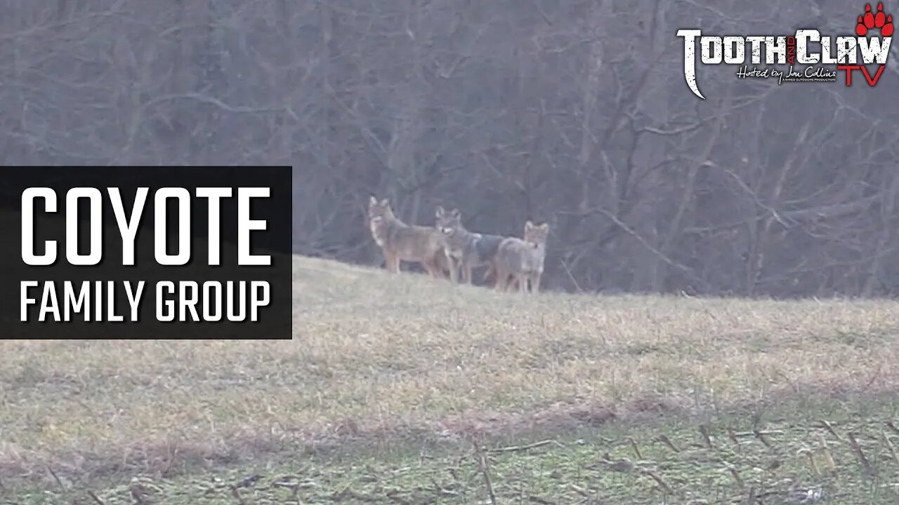 Coyote Family Group - Coyote Hunting