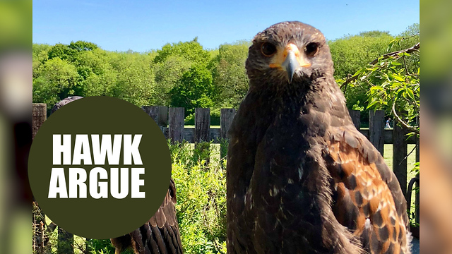 Love-sick hawk finally returns home a week after falling out with his bird