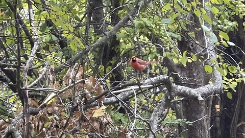 Male Cardinal got squeazed out 😂
