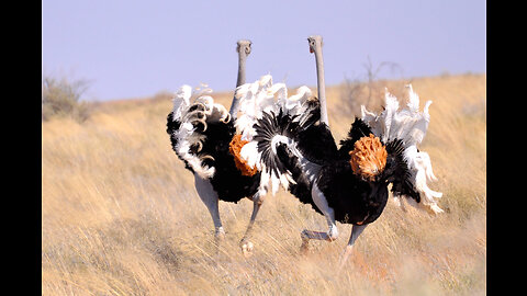 Ostrich Meeting