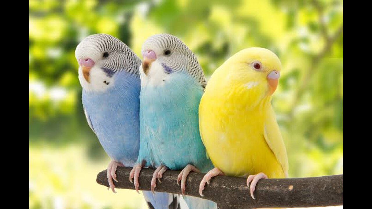 beautiful budgies pair's