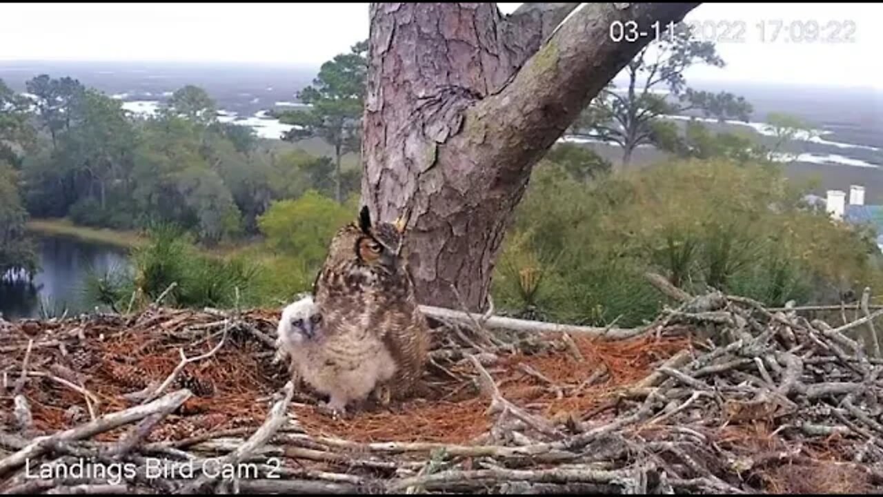 Mom and Her Owlet 🦉 3/11/22 17:07