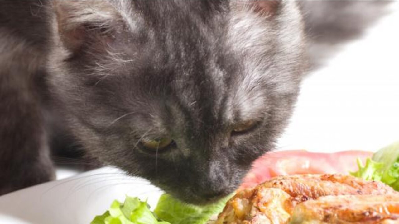 CAT THAT HATES MEAT