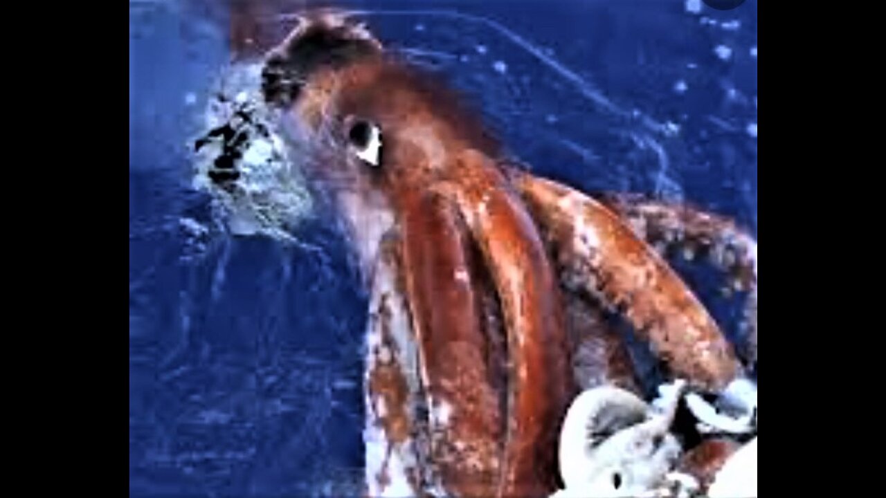 WBR/DukeChat #7 ~ "I was 10 feet from a 75 foot long Giant Squid!"/ Papa C