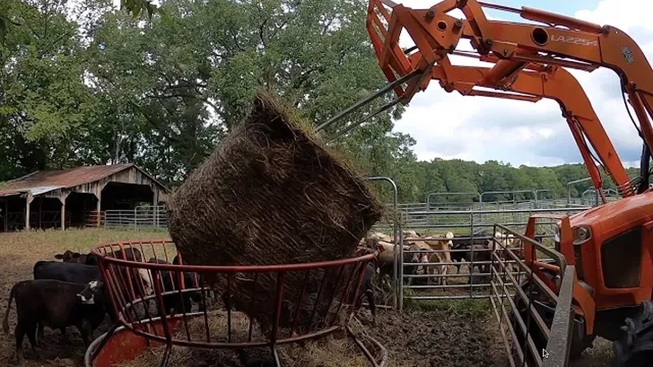 Weanlings adjusting to life without mom!
