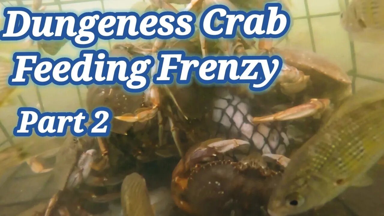 Dungeness Crab Feeding Frenzy Part 2 using 4 door Crab Pot / Garibaldi, Oregon