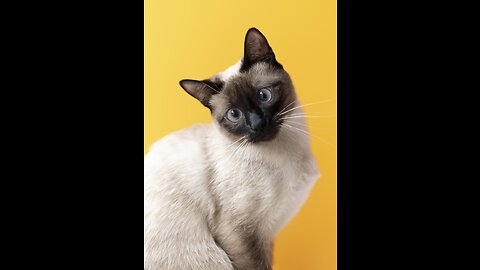 Best Funny Animal Videos of the year (2023), funniest animals. relax with cute animals video