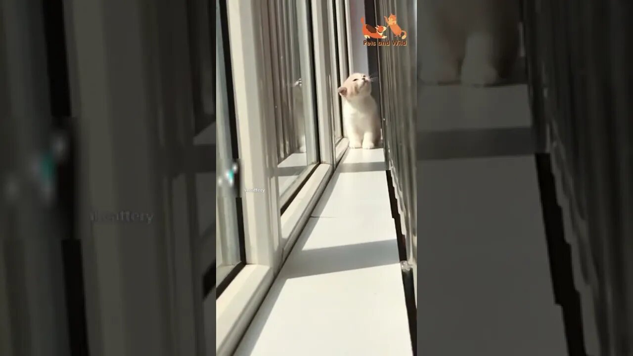 Funny Animals - Cute and Funny Animals Reaction Videos Compilation #84 | Pets and Wild